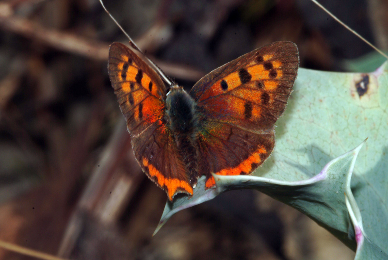 Da determinare 9 - Lycaena phlaeas